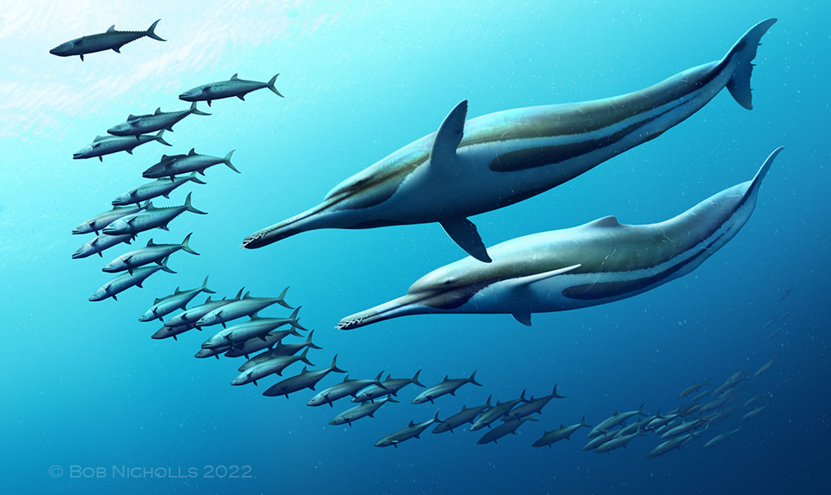BobNichollsArt's tweet photo. Draft 2, 2 zooms, &amp; the final painting of Ediscetus hunting Spanish Mackerel
Commissioned by @paleoquest &amp; @PaleoExplorer https://t.co/3fYWFFCFfv
