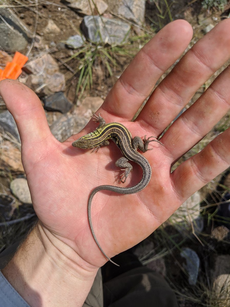 MrAndrewDuBois's tweet photo. Hey #LizardTwitter, looking for recommendations on constructing a lizard lasso for small-to-medium species. Needs to collapse down and fit in a pack. I've had luck with cane poles and fishing line in the past but wanted to see if anyone's got better ideas. https://t.co/sJIgk8dmQy