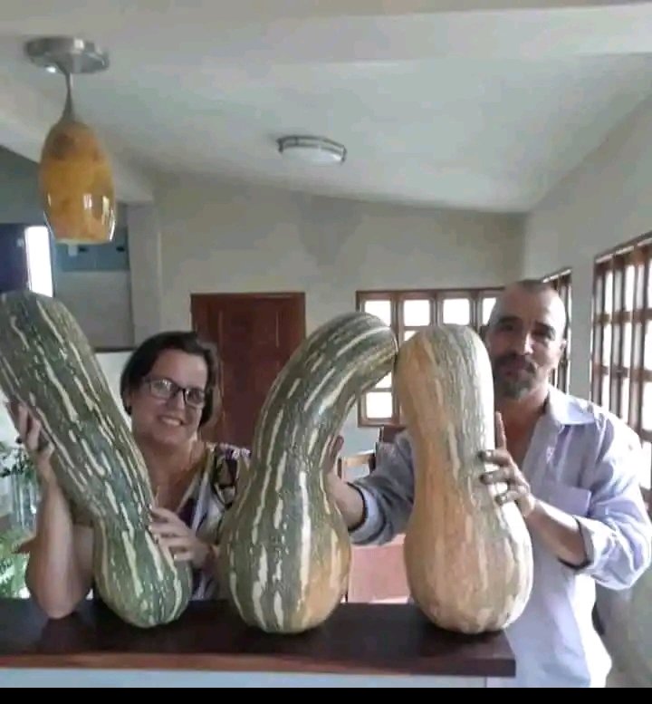 NileyanR2's tweet photo. Raúl Hernández Hernández es un campesino santacruceño, que de sol a sol, a pesar de las dificultades, continúa apostando por hacer producir la tierra y llevar alimento a la mesa del pueblo. 
#SantaCruzDelNorte #Mayabeque https://t.co/78JEuOuXML