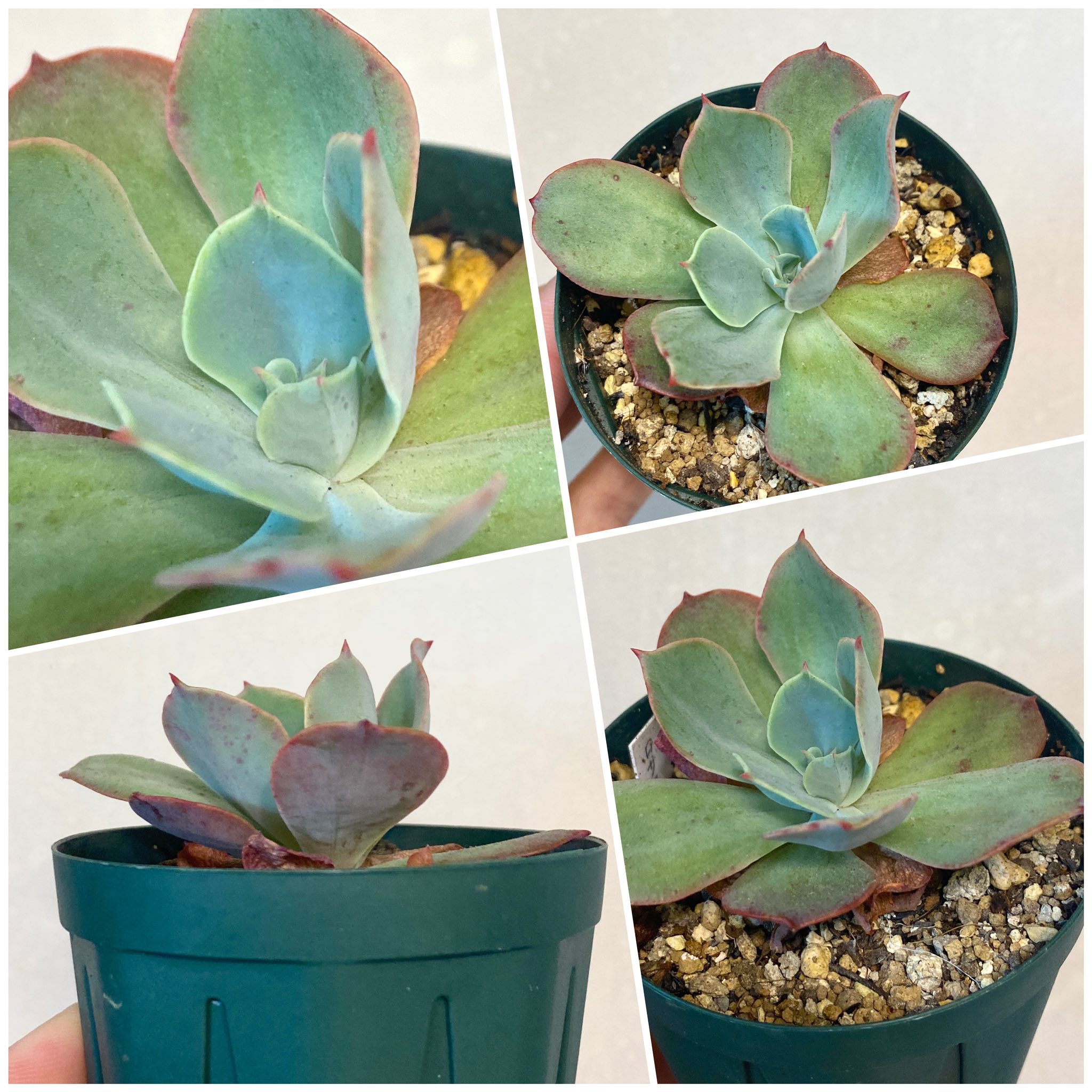 Tomozoo 本日の一株 Crassulaceae Echeveria Lozanoi ベンケイソウ科エケベリア属ロザノイ とても綺麗になる品種です 本日の一株 Tomozoo エケベリア Echeveria 多肉植物 Succulent Plants Succulents Instagram T Co Sjpv1rtiqk
