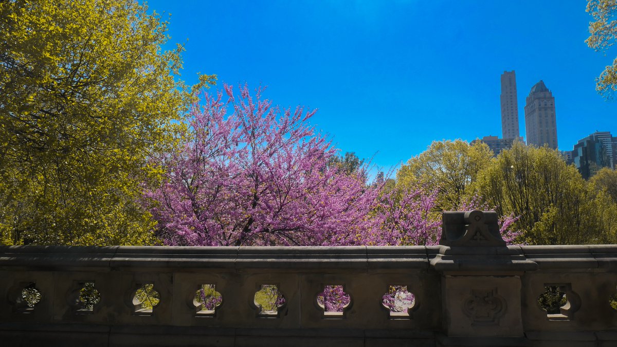 _MrTimo_'s tweet photo. 📍Central Park, New-York, USA - Landscape edition https://t.co/ktkUndAtqo