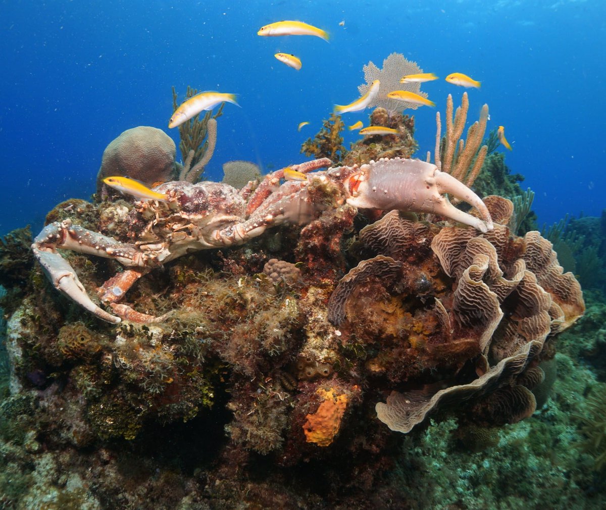 FlorayFaunaMtz's tweet photo. It's not every day you see a ship's anchor like this. Nature little by little conquers its space and recovers it  again.⚓️🪸🦀. 
wildlife refuge "Laguna de Maya"
#coralreef #ocean #underwaterphotography #underwater #ecovalor #florayfaunamatanzas #divemaster #scubadiving https://t.co/4OO6t6w57Q