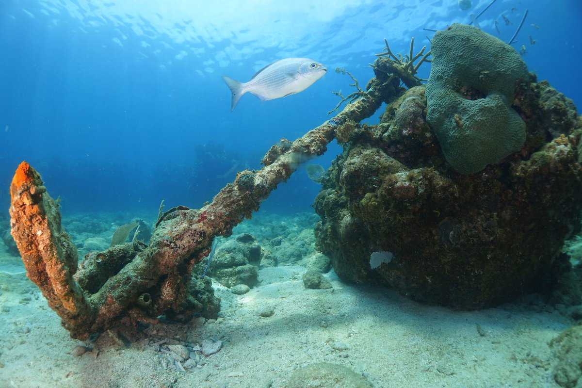 FlorayFaunaMtz's tweet photo. It's not every day you see a ship's anchor like this. Nature little by little conquers its space and recovers it  again.⚓️🪸🦀. 
wildlife refuge "Laguna de Maya"
#coralreef #ocean #underwaterphotography #underwater #ecovalor #florayfaunamatanzas #divemaster #scubadiving https://t.co/4OO6t6w57Q
