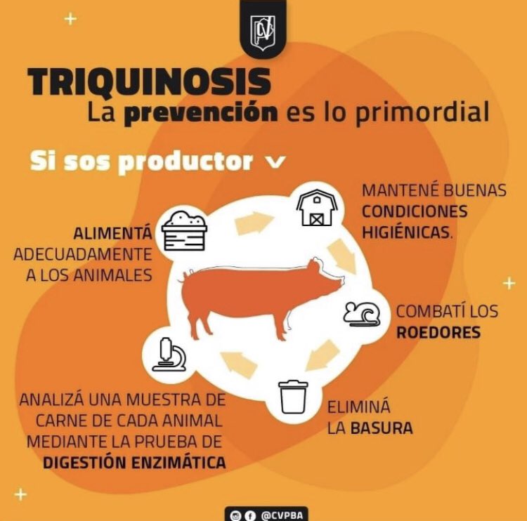 LernerPierini's tweet photo. TRIQUINOSIS

Prevención 👇🏻👇🏻👇🏻 https://t.co/2NWtrJdiAA