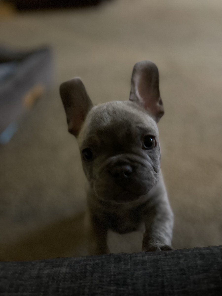 Anthony7Alvarez's tweet photo. Wasn’t able to get my edc tickets on time to see my favorite @KayzoMusic but at least my little guy Kayzo is doing better 🥹 https://t.co/Qf333xLxGZ