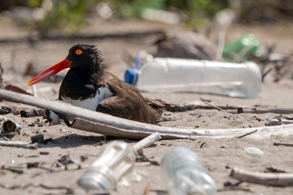 Esto fue en la Bahía de Jiquilisco
La de la foto es una Ostrero americana y está empollando un huevo. Esta especie aparece en la lista de especies en peligro de extinción del MARN
Si, nuestras especies en peligro viven en medio de la basura.
Abro hilo 🧵: