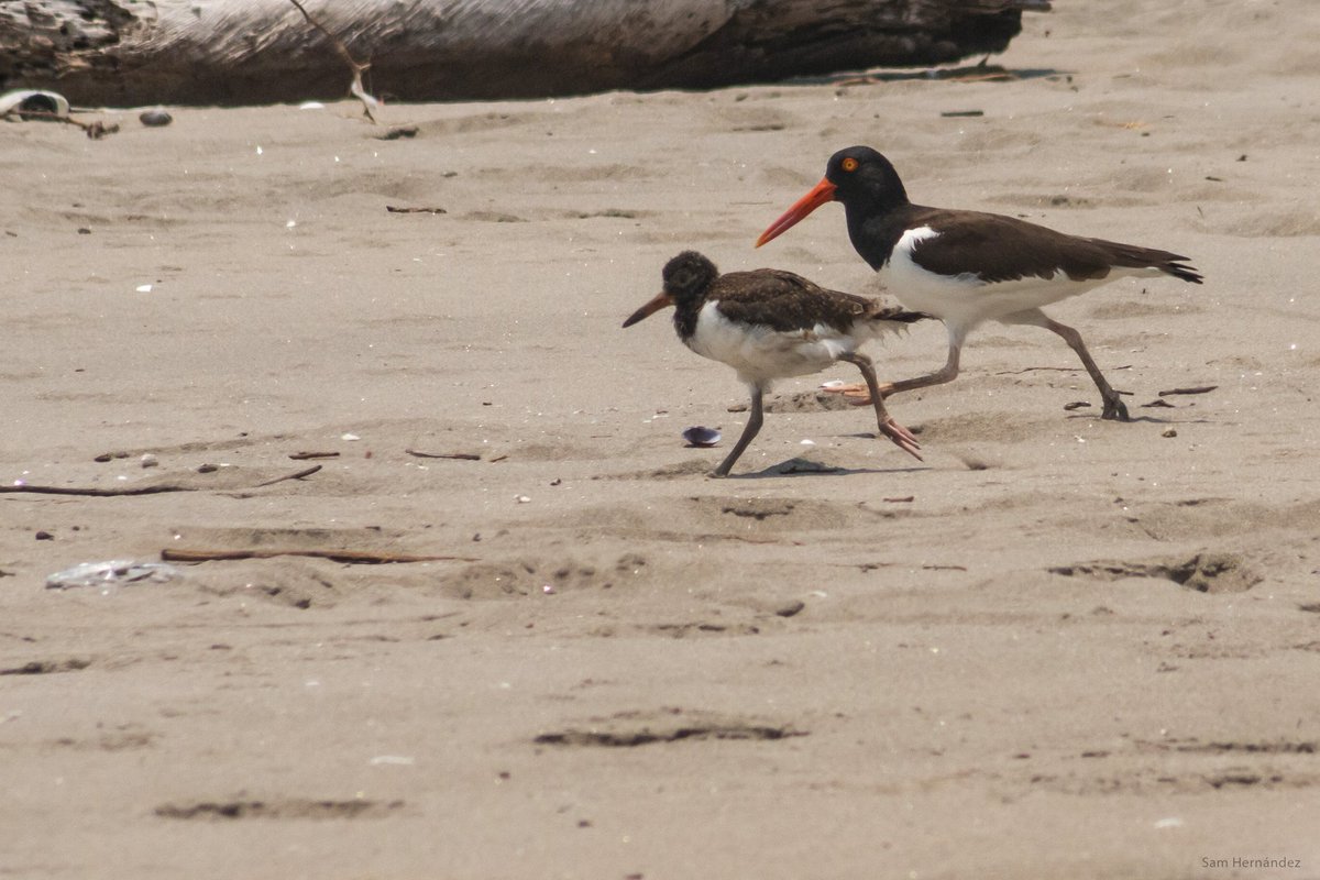 Que una especie en peligro de extinción se logre reproducir es una gran cosa, pero este país debería garantizar que las nuevas generaciones d estas especies tendrán un hogar en el futuro. Y por supuesto evitar que la Bahía se siga convirtiendo en un basurero de plásticos