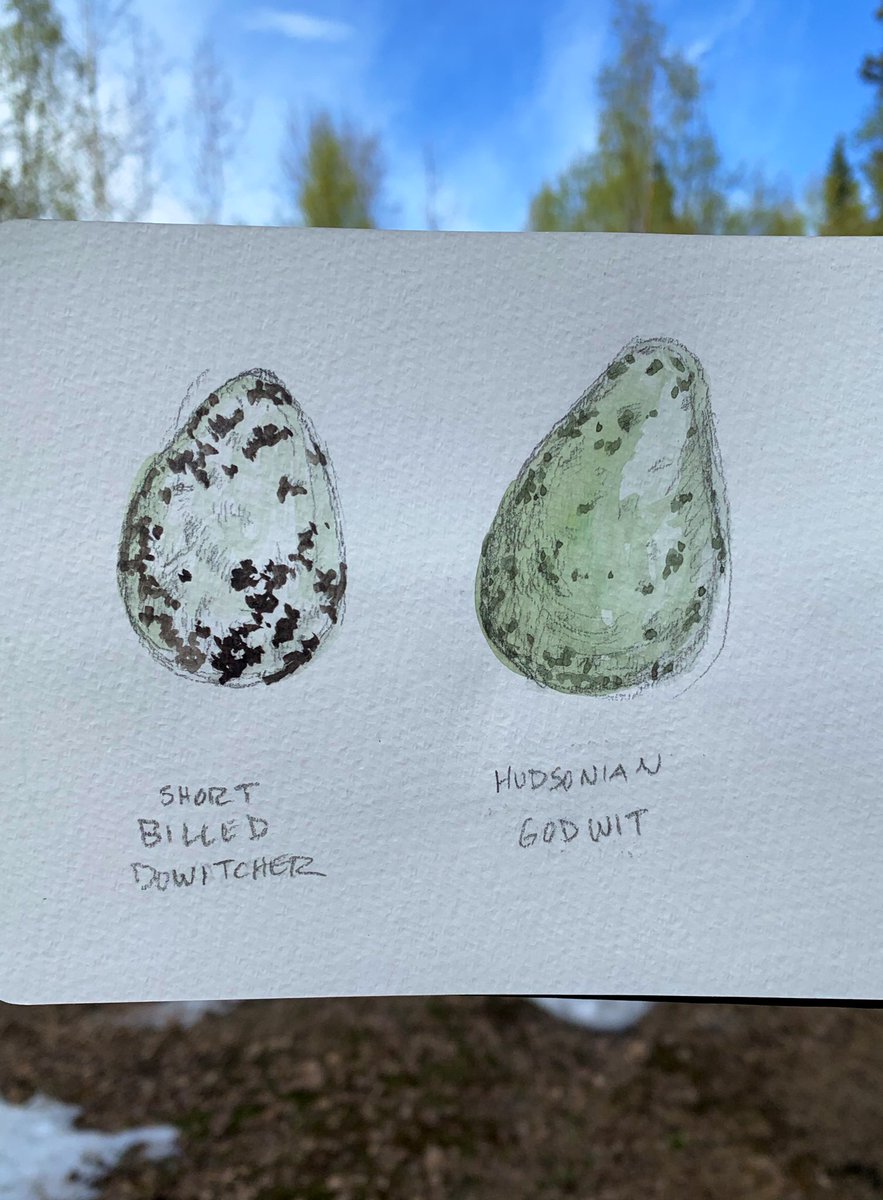 Although these eggs stand out on paper, their coloration makes them perfectly camouflaged in the bog! Illustrations by <a href="/MMPelton/">Mary Margaret Pelton</a> #shorebirds #fieldbiology #ornithology