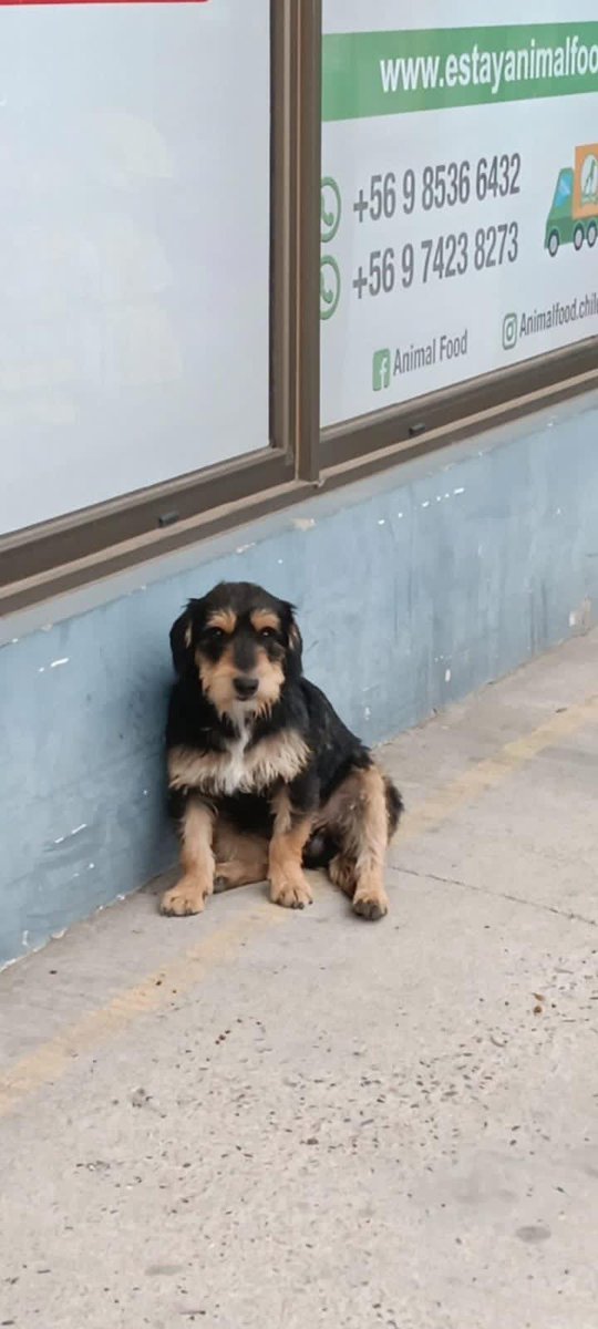 AnimalParaiso's tweet photo. Se busca a la familia de este perrito encontrado en el local Animal Food de la Shell de Marga Marga en #Quilpué, no es grande de tamaño y es sociable.

Contacto al teléfono +569 99395259 Belen o +569 52531020 Diego. https://t.co/5egx3jtky3