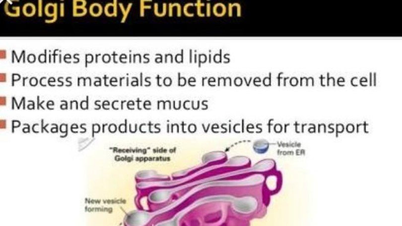 Camillo Golgi (1843 –1926) #Italian #biologist knwn 4 wrk on central nervous system. His dis~y of tech -  Golgi's meth. was break~h in neuroscience. named,- Golgi app~s,  Golgi tendon organ n  tendon reflex. #tuesdaymorning #tuesdayvibes #AI #Biology #Science #NEET2022 #NEET2023