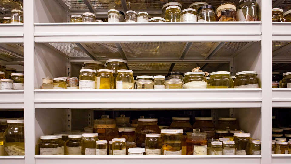 Are you a scientist who works in #California on biodiversity? Please sign this letter to help secure funding for natural history collections! bit.ly/3MXY8Uv