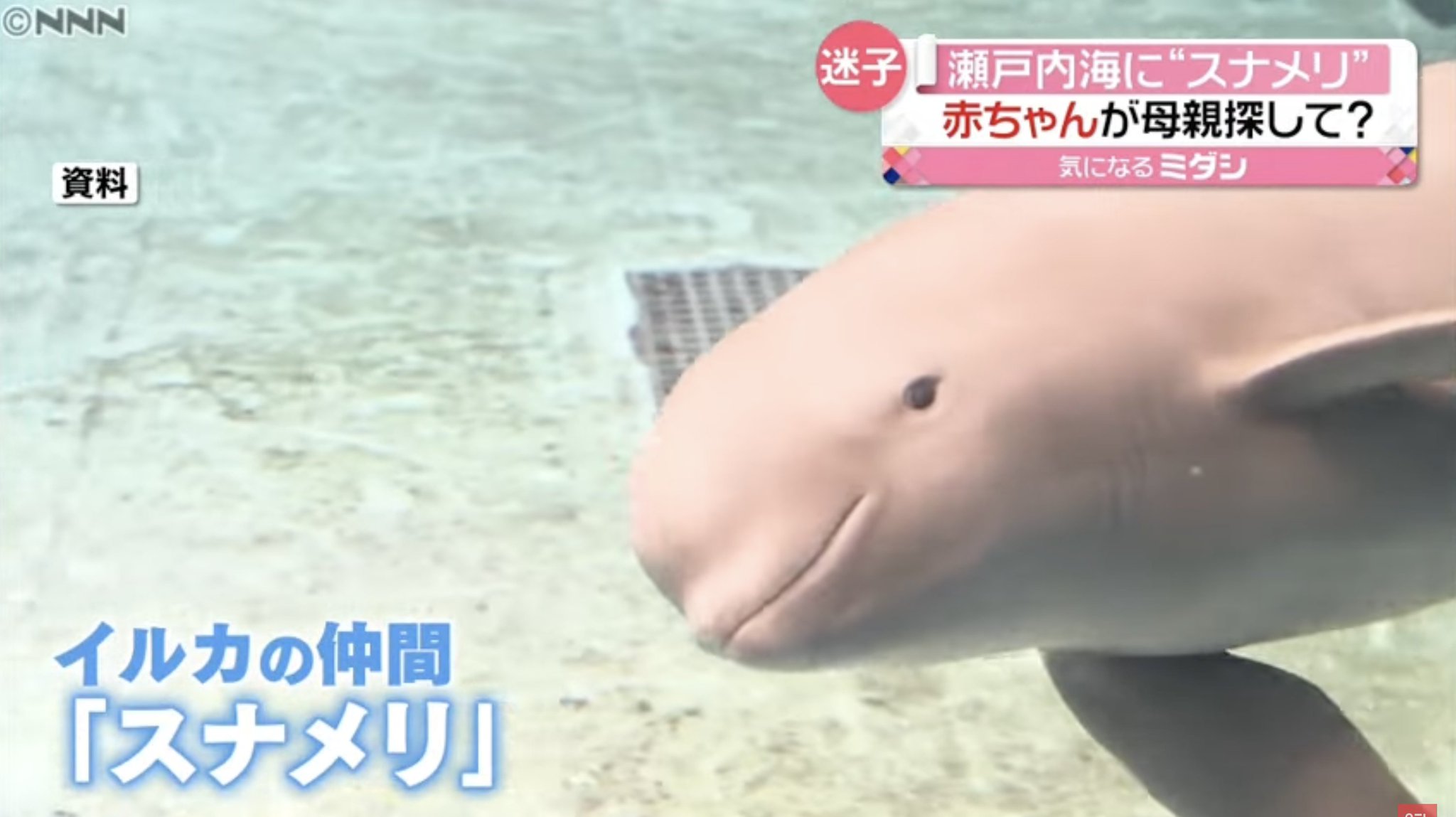 ゆうさかな You Sakana 広島 江田島市の漁港で イルカの仲間 スナメリ の赤ちゃんが泳いでいる姿が撮影されました 撮影者によると お母さんを探してるような感じだったといいます 迷子 瀬戸内海の漁港に スナメリ の赤ちゃん お母さんとはぐれ