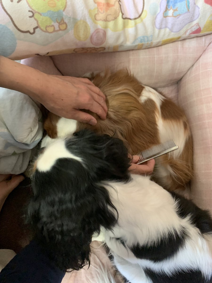 dogstella2's tweet photo. ティアラもブラッシングしてよー！！ https://t.co/Tf43wyU5jz