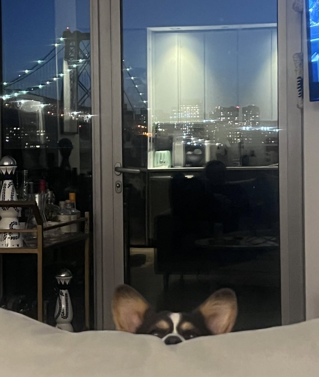 bodegacorgi's tweet photo. @dog_rates couch gang gang gang (backwards is best) https://t.co/SxBJEAq9nR