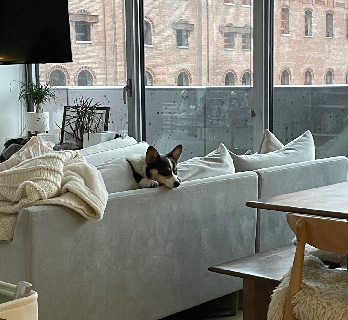 bodegacorgi's tweet photo. @dog_rates couch gang gang gang (backwards is best) https://t.co/SxBJEAq9nR