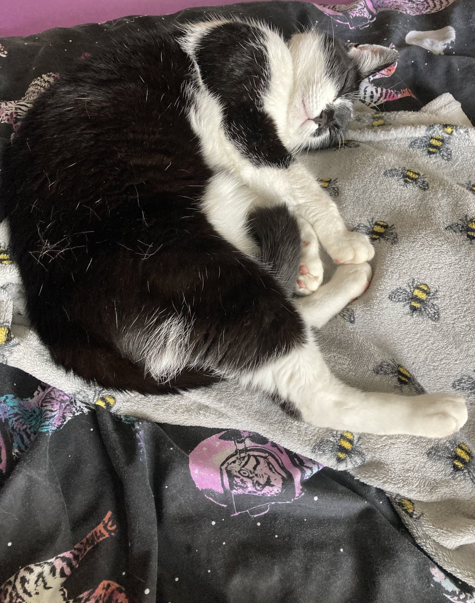 lizsilversmith's tweet photo. @BootstrapCook This is @WolfyFoxy3 - teaching us all how to be more idle, take more time to stretch, and that rest is also the work… if we do not take time to chill, we cannot be the best, floofiest version of ourselves 🐈 🐈‍⬛ https://t.co/TgB8ts6bSB