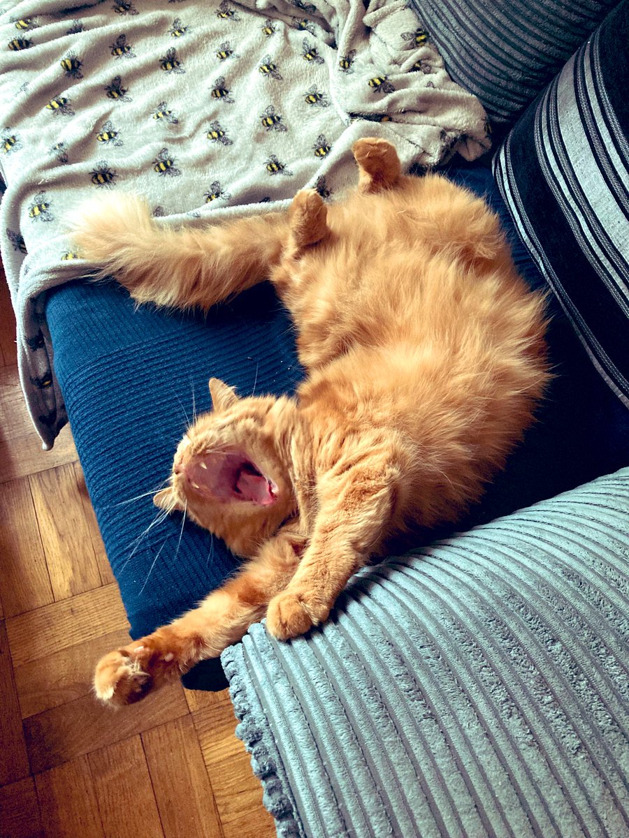 lizsilversmith's tweet photo. @BootstrapCook This is @WolfyFoxy3 - teaching us all how to be more idle, take more time to stretch, and that rest is also the work… if we do not take time to chill, we cannot be the best, floofiest version of ourselves 🐈 🐈‍⬛ https://t.co/TgB8ts6bSB