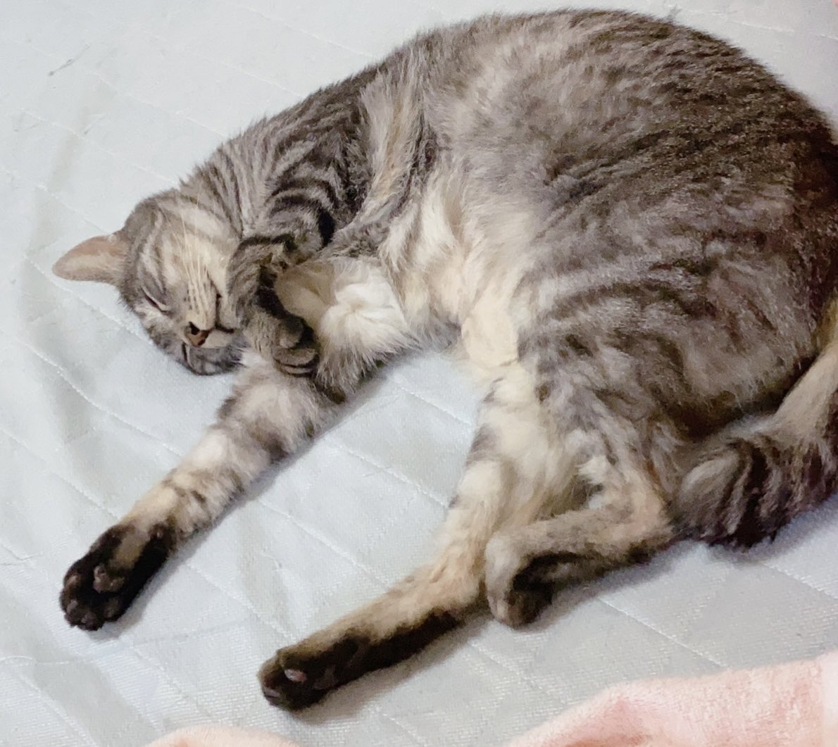 Monmocotarou's tweet photo. やっとこ最近
お猫さんの調子が回復しました🥲✨
と、はっきりと言えるように

一時は肺がんの疑いまであり
結果的には初��の喘息症状でしたが
長い通院も何とか乗り越えてくれた
隣の穏やかな寝息を聴きながら
幸せを噛み締めます✨✨
くかー・・Zzz https://t.co/VAtKgO2Pn8