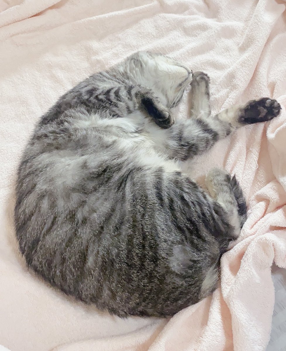 Monmocotarou's tweet photo. やっとこ最近
お猫さんの調子が回復しました🥲✨
と、はっきりと言えるように

一時は肺がんの疑いまであり
結果的には初��の喘息症状でしたが
長い通院も何とか乗り越えてくれた
隣の穏やかな寝息を聴きながら
幸せを噛み締めます✨✨
くかー・・Zzz https://t.co/VAtKgO2Pn8