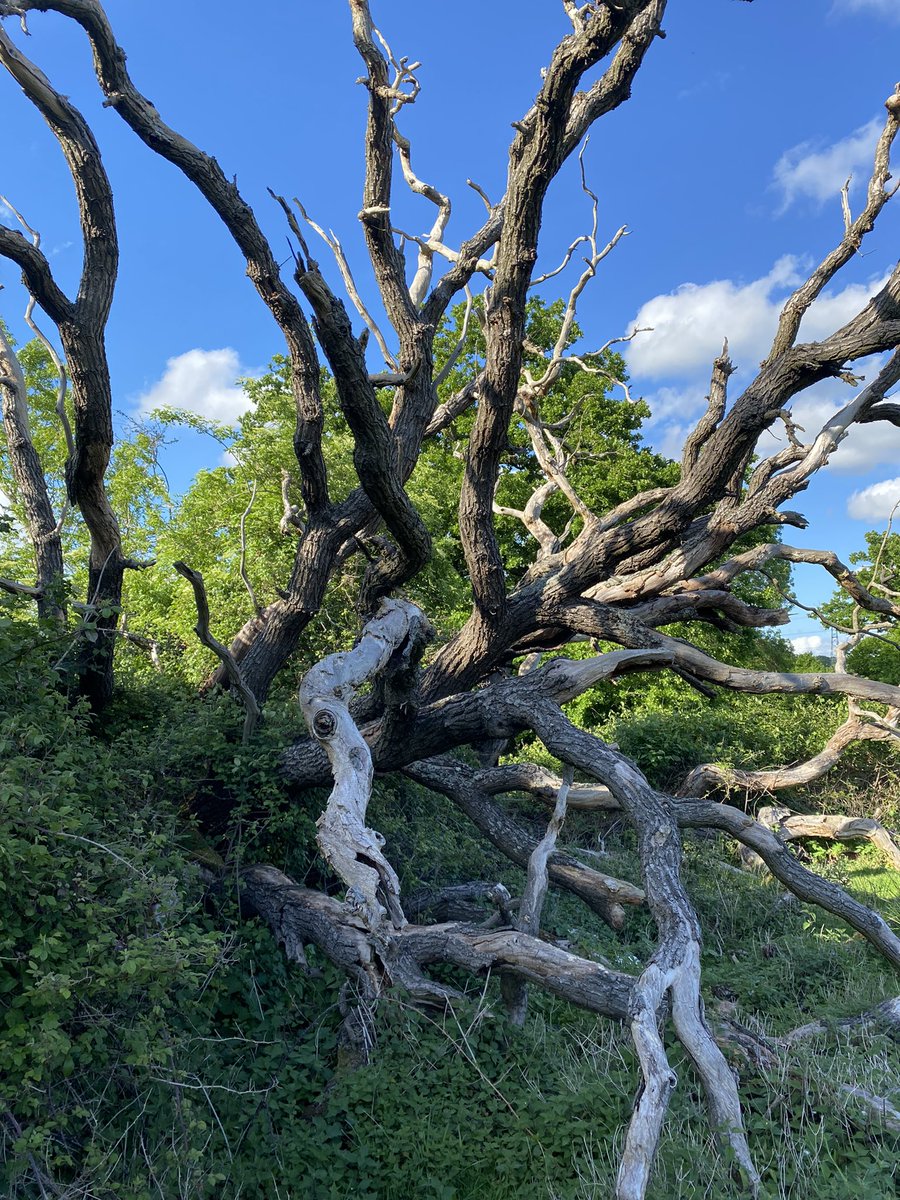 TeagueJaime's tweet photo. @BootstrapCook Here - a gnarly upended oak from my dog walk last night 🤗 https://t.co/J3CHo7fML7