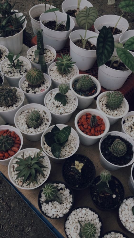Lexie_ford07's tweet photo. It's fantastic to have plants like this in your home.🥰 https://t.co/aRtWY7APuA