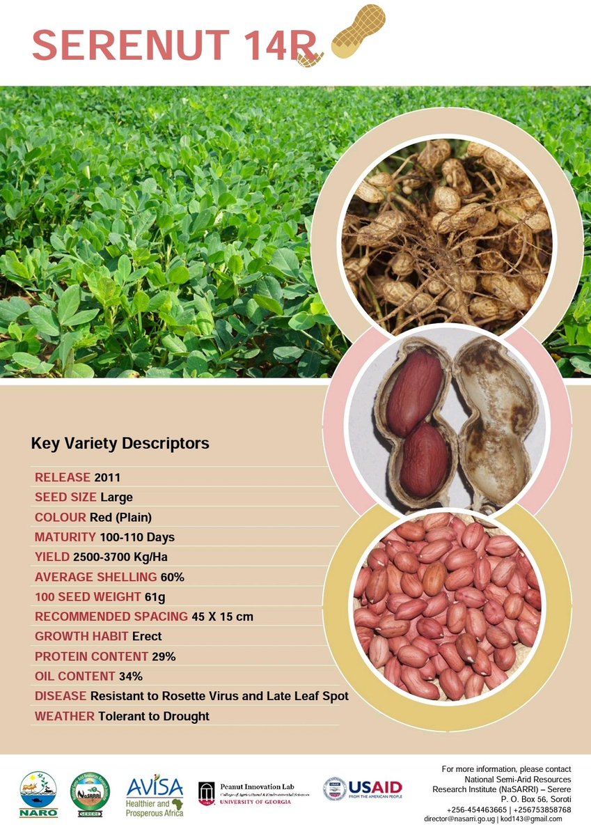 Know your favourite groundnut varieties commercially grown in Uganda
Day 2: SERENUT 14 RED
<a href="/CGIARnutrition/">CGIAR Nutrition</a> <a href="/narouganda/">NARO Uganda</a> <a href="/issd_uganda/">ISSD Uganda</a> <a href="/RIFMakerere/">Makerere University Research and Innovations Fund</a> <a href="/dpmirembe/">Drake P Mirembe, PhD</a> <a href="/aBiDevtFinance/">Agricultural Business Initiative (aBi)</a> <a href="/8TechConsults/">Eight Tech Consults Ltd</a> <a href="/kodnate/">Kalule Okello David</a>
