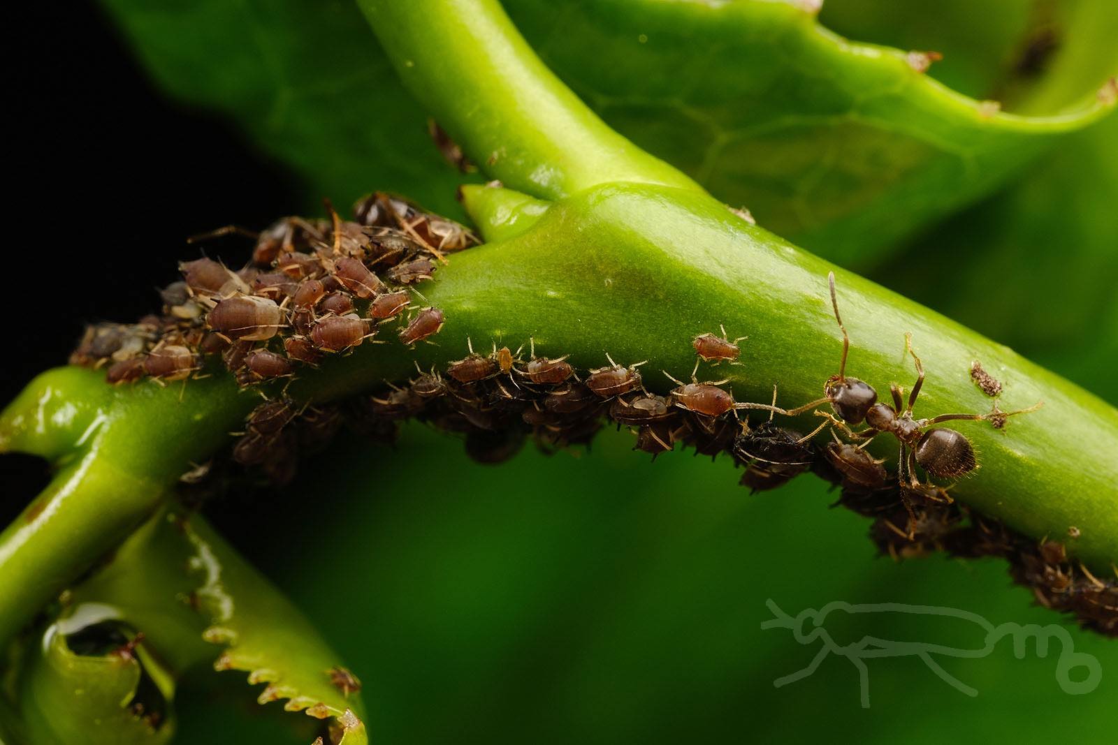 تويتر Mouuuusa على تويتر ヤブツバキにアリを伴うアブラムシ集団 ヒメテントウの仲間の幼虫もいました T Co Clpktvccfi