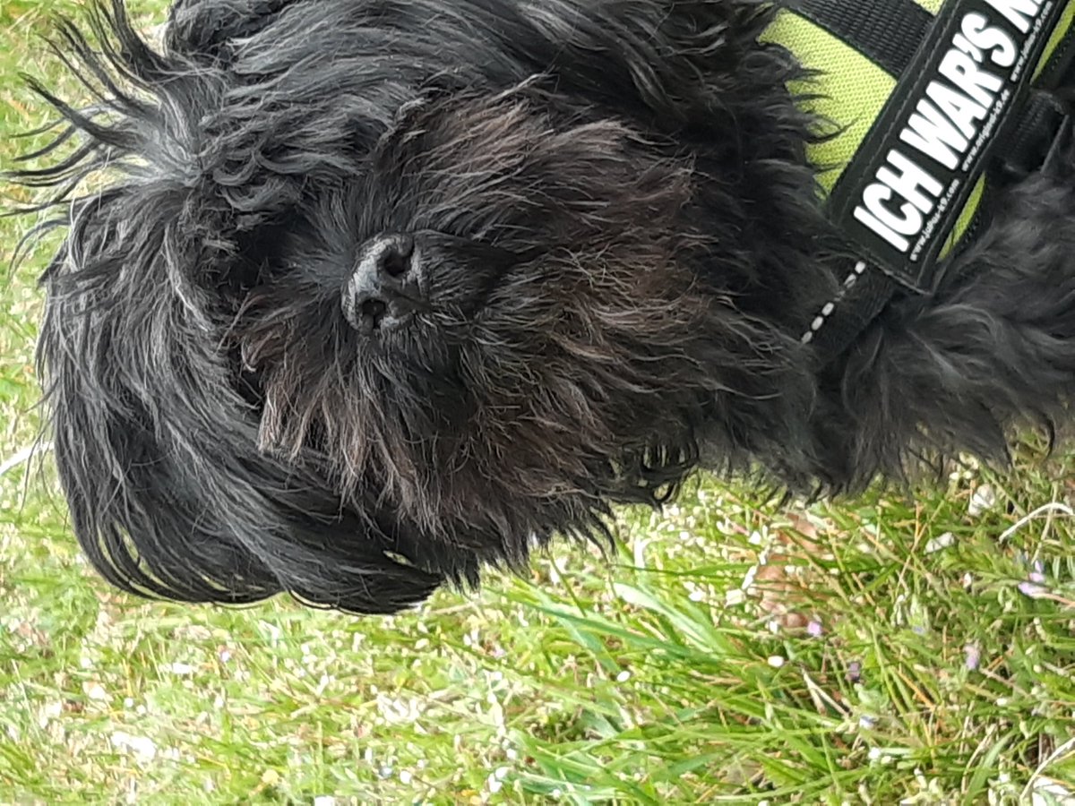 Ichhabeund's tweet photo. @Simba_Bordhund #booop https://t.co/ckYpFVYggQ