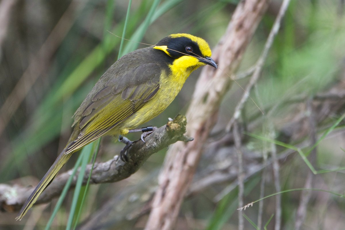 RTW_Aus's tweet photo. Meet #CommunityConservationists, the Friends of the @hehohoneyeater: founded to preserve Victoria's #criticallyendangered state bird emblem & fuelled by dedicated volunteers
We advise on HeHo's engagement strategy & are helping them tell their story through film
#NVW2022
๐ธ:HeHo https://t.co/rSaQ01k8KW