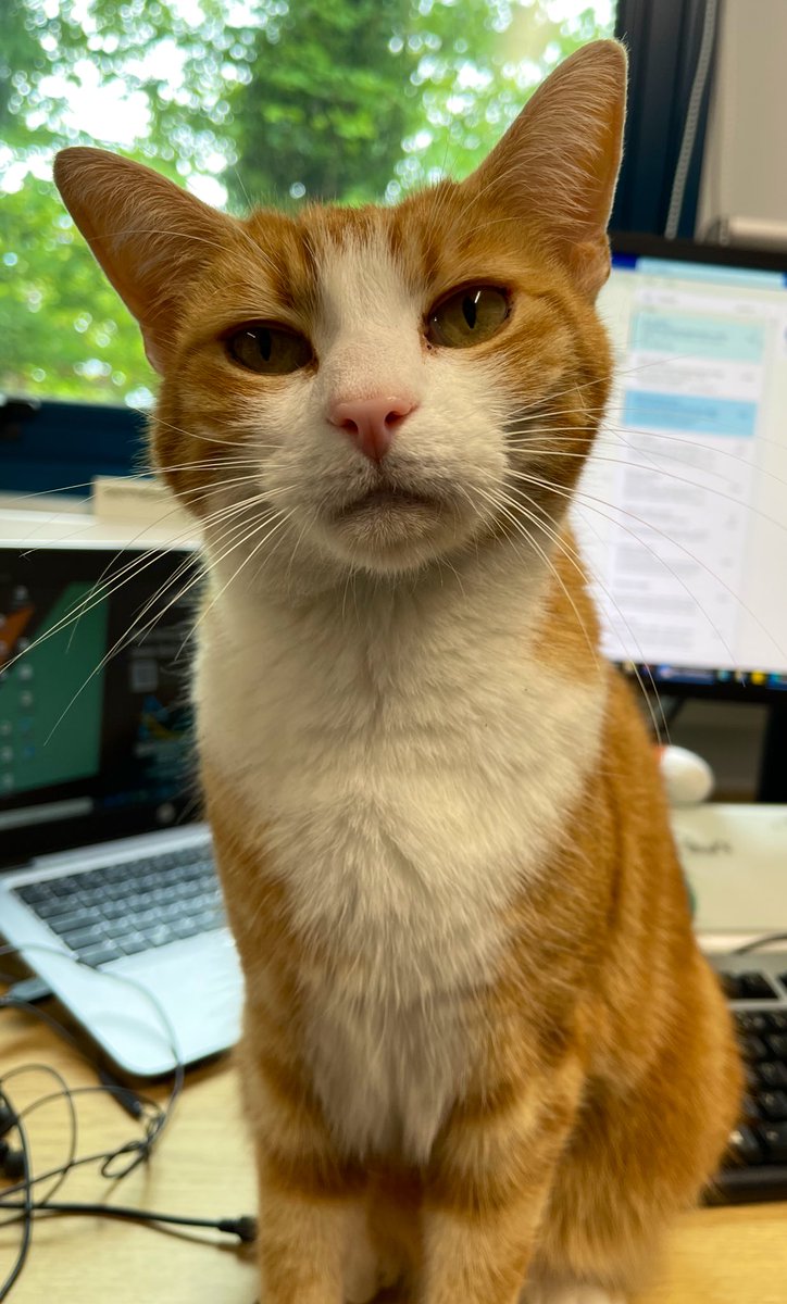 TheStourbridge's tweet photo. Good Morning &amp; Welcome to Tuna Tuesday 

Rest when you need to, remembering that resting is not the same as quitting. 

Step forward again when you're ready. 

#cats #CatsOfTwitter https://t.co/bXICwBU7WD