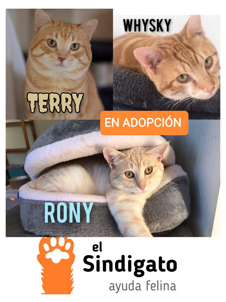 ElSindigato2021's tweet photo. #BuenosDias estos calabacitas están en #Adopcion #Valencia Silvia 635 12 78 55. Solo WhatsApp🙏
Si estás interesado rellena nuestro cuestinario y envíalo por favor😻
https://t.co/hNrUumBEkh #AdoptaNoCompres #gatos https://t.co/yfDD1aULUD