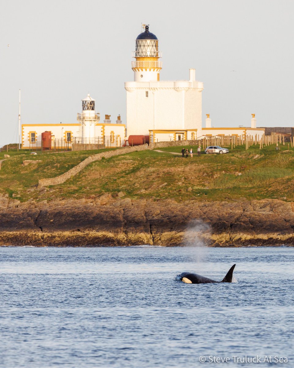 It's been nothing short of epic at #Fraserburgh the last week. #Killerwhales almost every day. Pictured is Úlfur as he passes Kinnaird Head Lighthouse on Saturday!🖤🤍🏴󠁧󠁢󠁳󠁣󠁴󠁿
