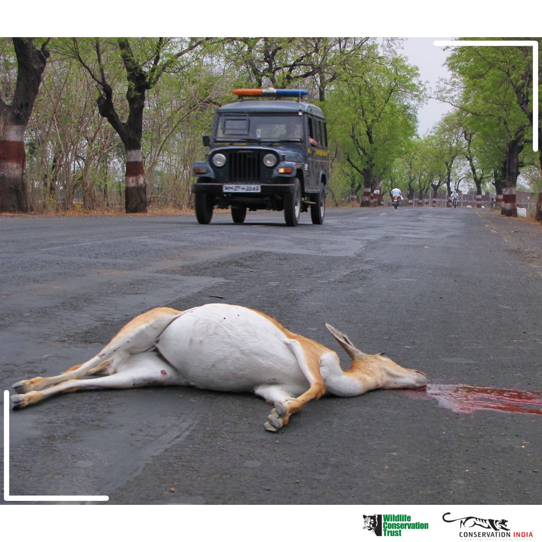 conserve_ind's tweet photo. #Conservationindia #Conservation #Conservationists #LinearIntrusions #HabitatDestruction #HabitatFragmentation #Highways #Roads #RoadEcology #WildlifeConservationTrust #wctindia
@WCT_India @WCT_Hindi https://t.co/FydrIuhidS
