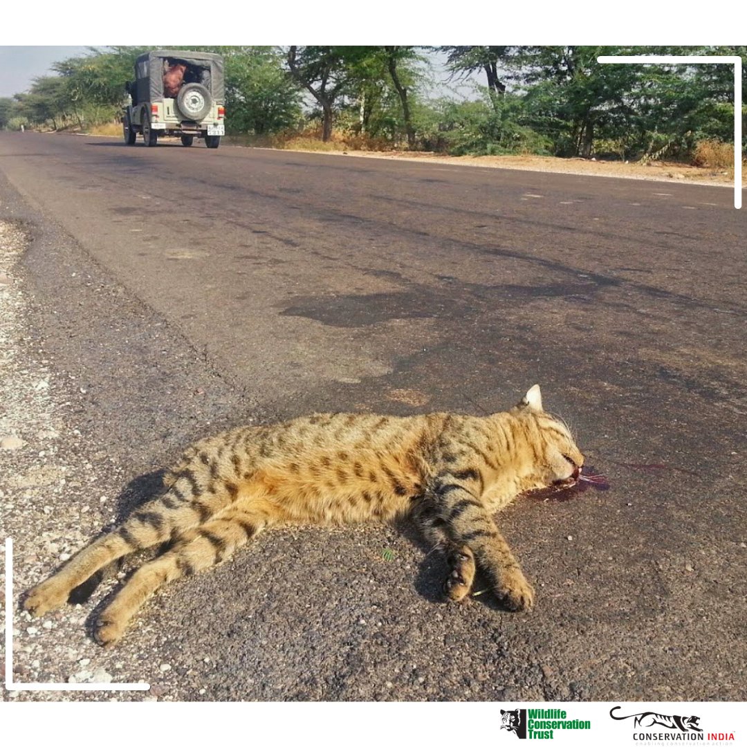 conserve_ind's tweet photo. #Conservationindia #Conservation #Conservationists #LinearIntrusions #HabitatDestruction #HabitatFragmentation #Highways #Roads #RoadEcology #WildlifeConservationTrust #wctindia
@WCT_India @WCT_Hindi https://t.co/FydrIuhidS