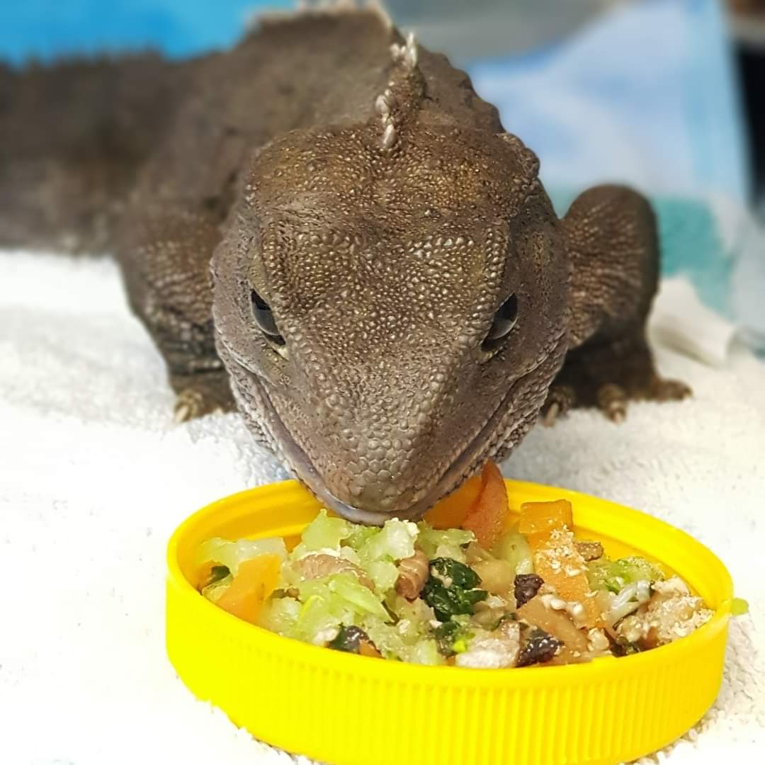 WildbaseNZ's tweet photo. Today is the hatch day of our handsome tuatara Big Boy!
Big boy hatched up at Auckland Zoo back in 1985 and turns 37 today.
Big boy and his female companions were gifted to our centre by Ngāti Koata who remain their kaitikai. #wildbaserecovery #notalizard #wildaboutrecovery https://t.co/3cPN1hx0af