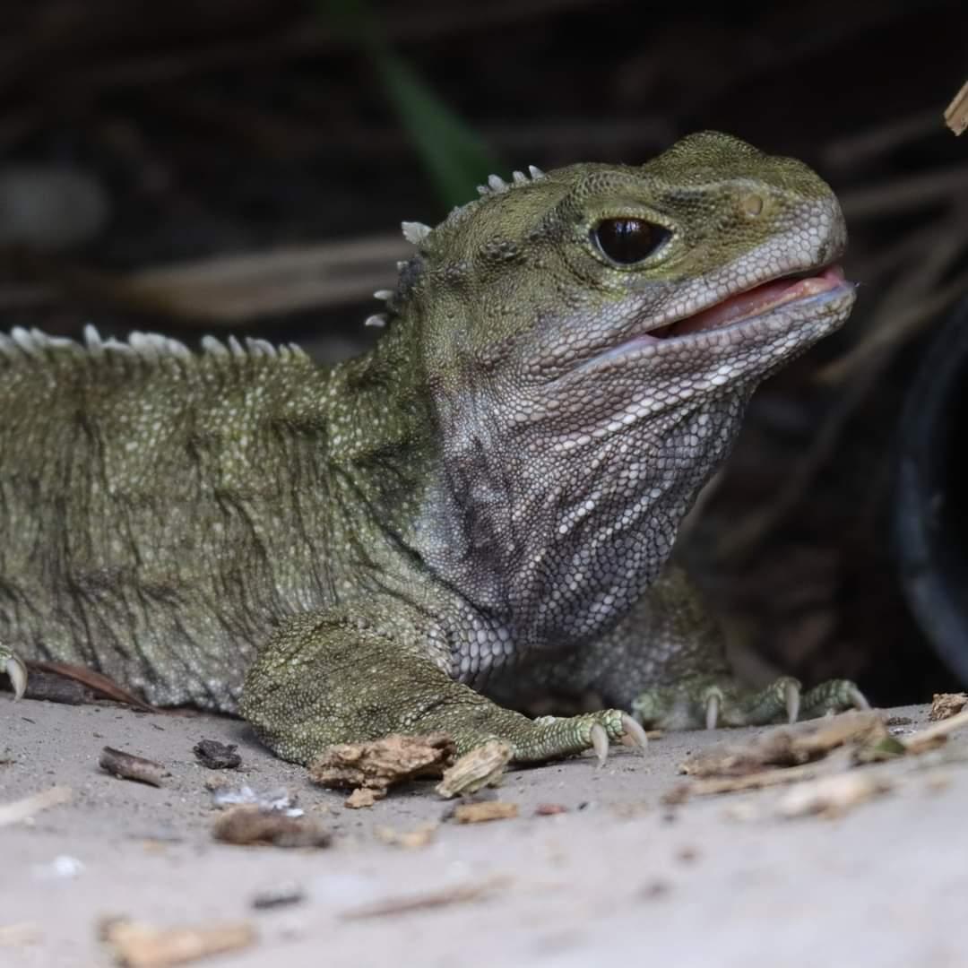 WildbaseNZ's tweet photo. Today is the hatch day of our handsome tuatara Big Boy!
Big boy hatched up at Auckland Zoo back in 1985 and turns 37 today.
Big boy and his female companions were gifted to our centre by Ngāti Koata who remain their kaitikai. #wildbaserecovery #notalizard #wildaboutrecovery https://t.co/3cPN1hx0af