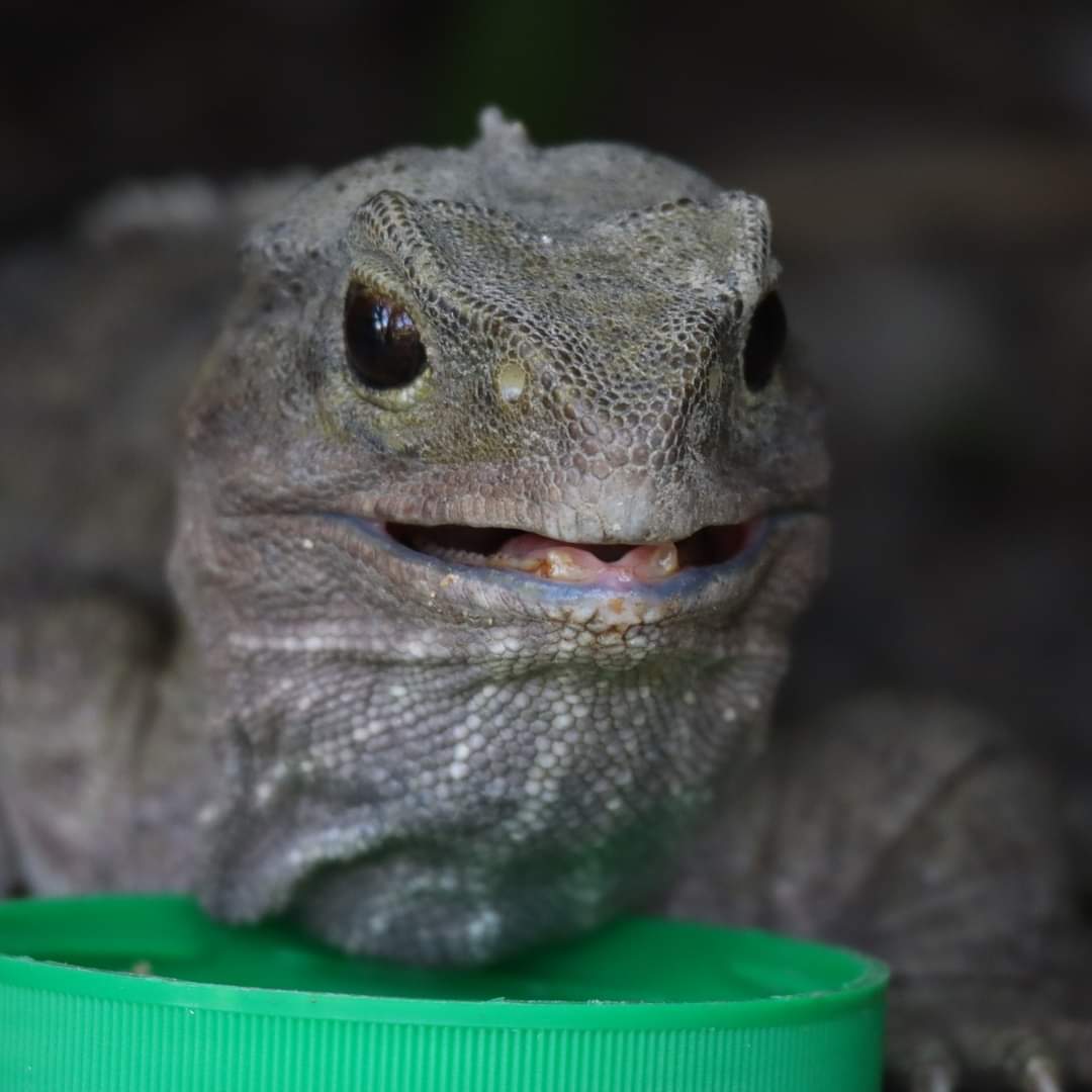 WildbaseNZ's tweet photo. Today is the hatch day of our handsome tuatara Big Boy!
Big boy hatched up at Auckland Zoo back in 1985 and turns 37 today.
Big boy and his female companions were gifted to our centre by Ngāti Koata who remain their kaitikai. #wildbaserecovery #notalizard #wildaboutrecovery https://t.co/3cPN1hx0af