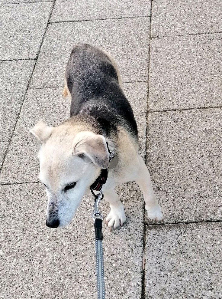 Firesnapper999's tweet photo. Benson at it again withe limp because Lisa isn't walking towards @StarbucksUK, distracted him with a treat, he is immediately in #4PawDriveMode towards @CostaCoffee 🐾🐾🤦#TakingThe💦 https://t.co/y8LqhJEfhS