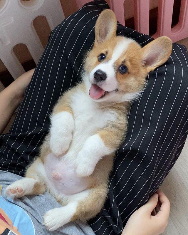 dinogodwhale's tweet photo. Mom says I look like a bunny rabbit, but I’m not so sure… 🐰🤪 https://t.co/7oGNjTAMSp