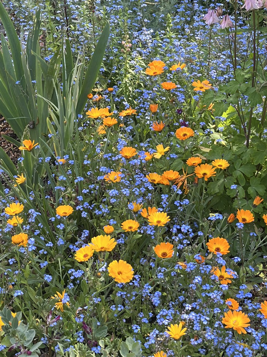 JohnRamsden13's tweet photo. Self seeded forget me nots and calendula don’t go too bad together 🤷‍♂️ #GardeningTwitter #gardening https://t.co/V1RQBwzBUQ