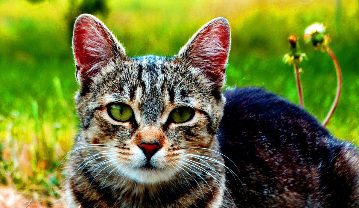 PeterParker006's tweet photo. You will never be brave, if you don’t get hurt
You will never learn, if you don’t make mistakes
You will never be successful, if you don’t encounter failure
#kittens #CuteKittens #CatsOfTwitter #CatsOnTwitter #Cats #CatsLover https://t.co/XlTALtTGIo