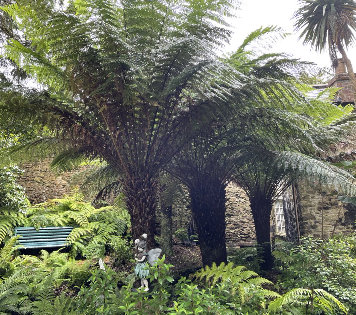 Something different for #ThicktrunkTuesday Giant #tree #ferns #Dorset #tropicalgarden