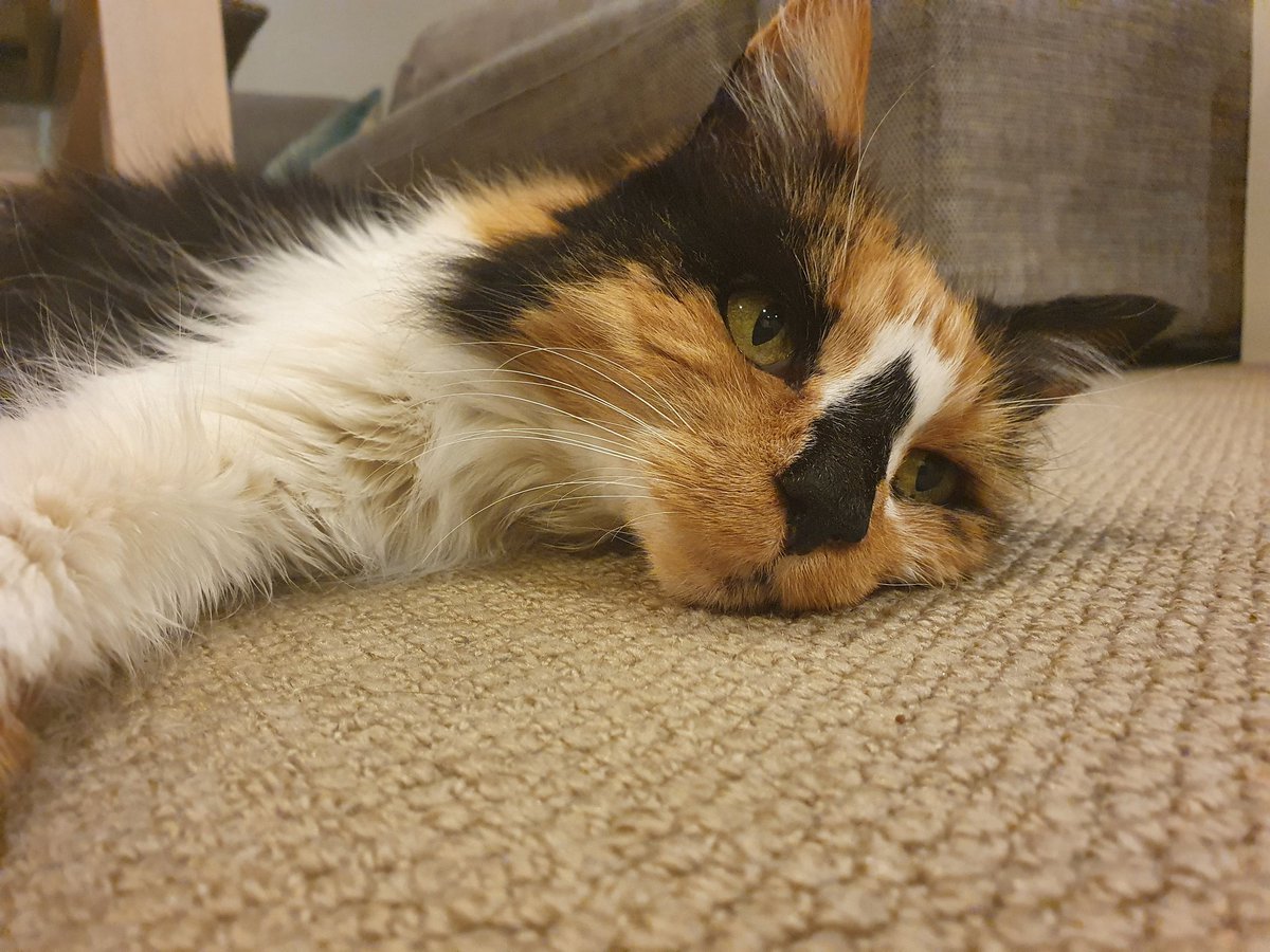 Manukura Fan tweet media