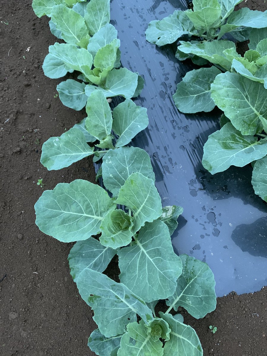 ベジタ坊 農家の野菜直売所 Vegeta Bou Twilog