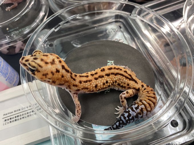 Twitterのコスプレ画像25