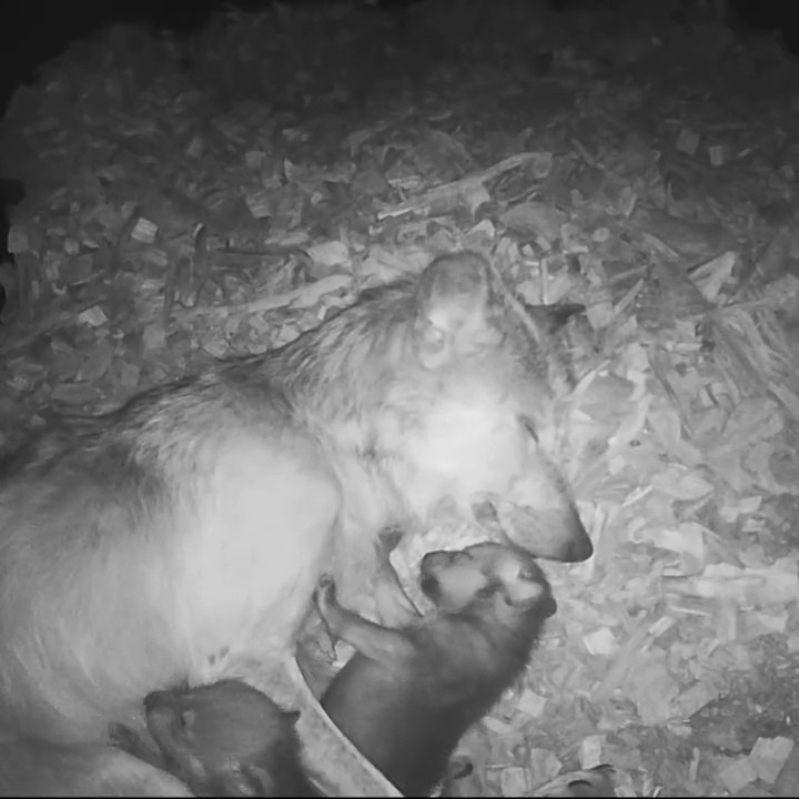 Wolf Conservation Center on Twitter "Your moment of calm and caring 🐺