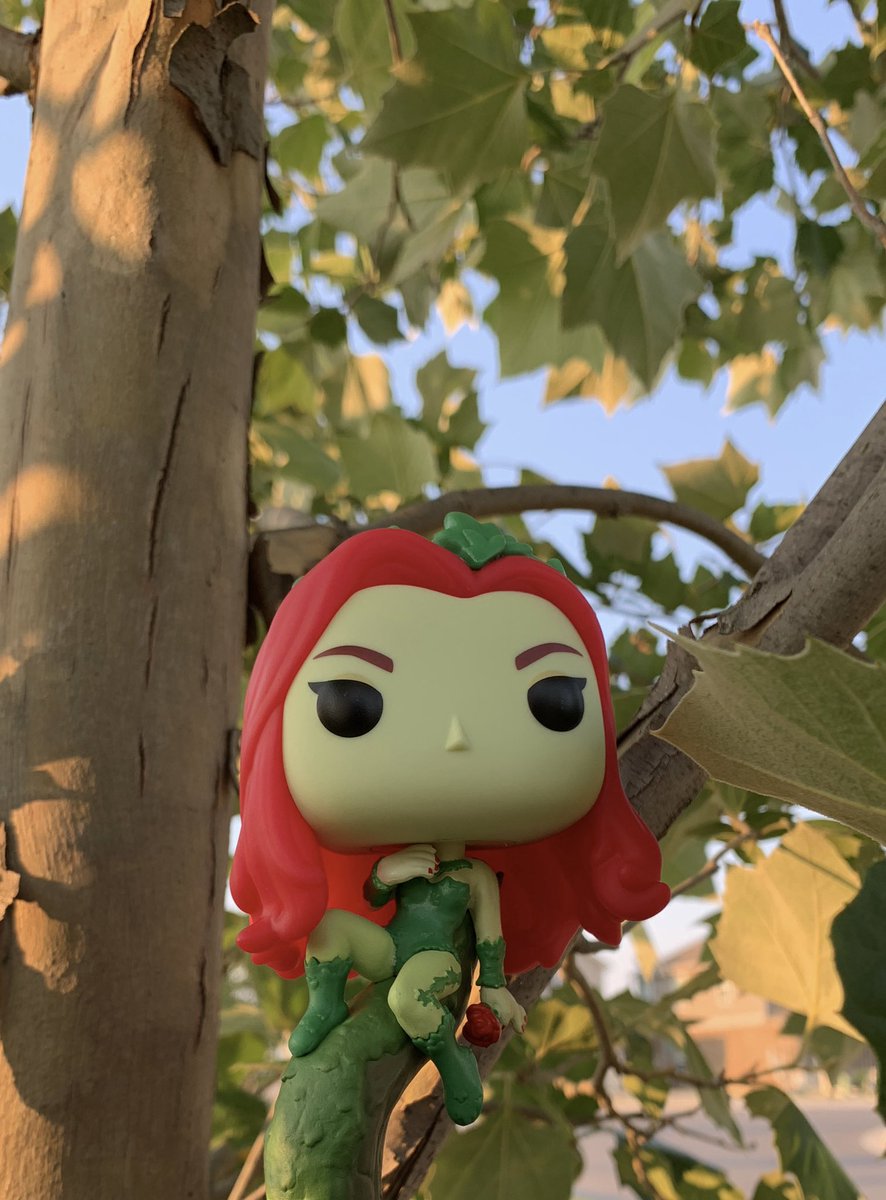 batpirate23's tweet photo. ““We both strive to see evil-doers punished. But while you have your gallery of rogues, I have my grove." - Poison Ivy 
🌿
#funkophotoadaychallenge May 16: #LoveATreeDay @funko 
🌹
Instagram: batbartus 
#funkopop #funkocomiccover #batmananimatedseries #poisonivy #batman https://t.co/4Lp4va2aqg