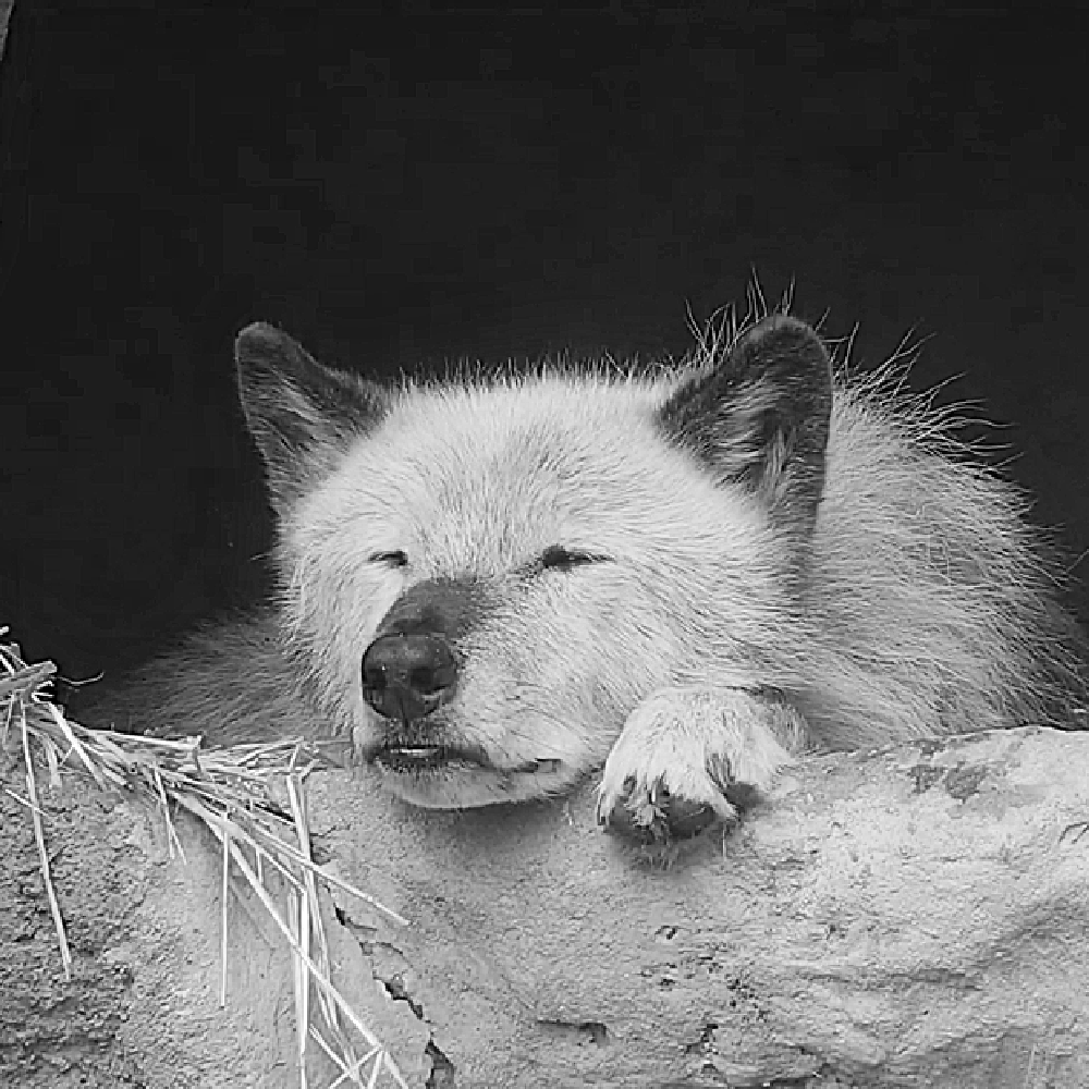 Wolf Conservation Center 🐺 tweet media