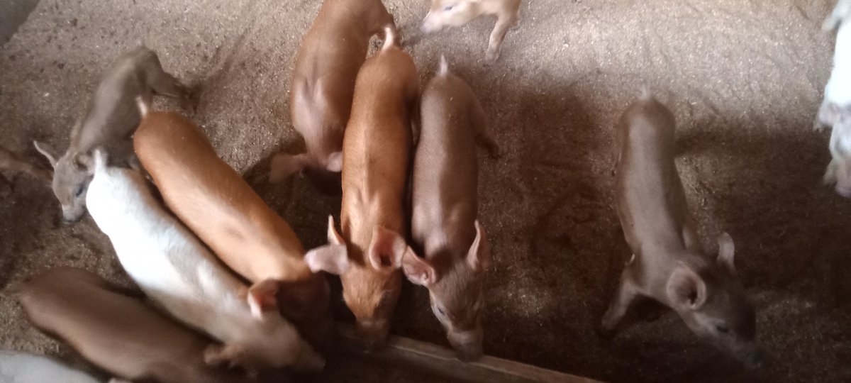 Piglets