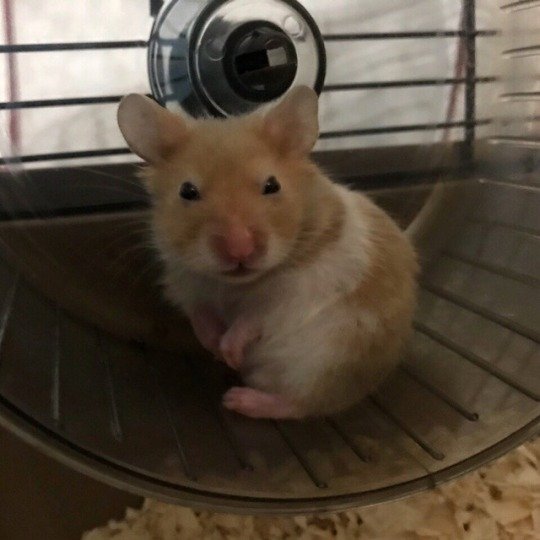 Anthony on Twitter "very angry hamster where is my cheese. suspicious